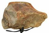 Fossil Sauropod Vertebra Section w/ Metal Stand - Colorado #294913-2